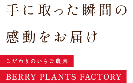 手に取った瞬間の感動をお届け こだわりのいちご農園｜BERRY PLANTS FACTORY